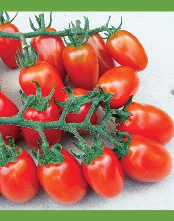 pomodoro cencara ovale rossano f1