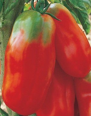 pomodoro scatolone f1