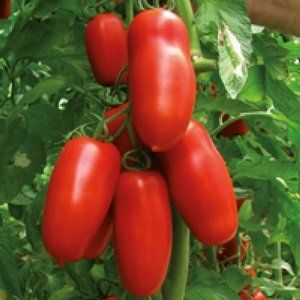 pomodoro san marzano portento f1
