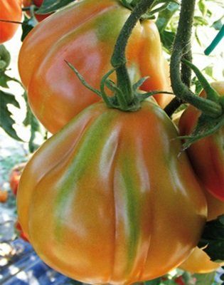 pomodoro cuore ligure f1