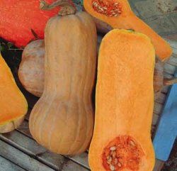 zucca violina lunga rugosa
