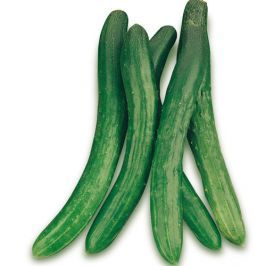 cetriolo lungo f1