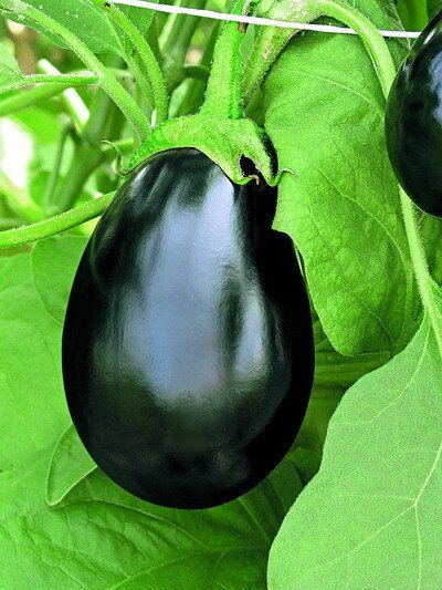 melanzana tonda nera fantastic