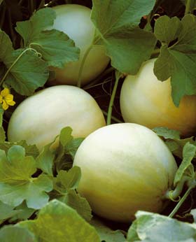 melone liscio giolli f1