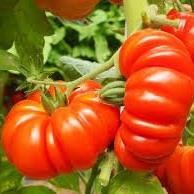 pomodoro costoluto ricciuto f1