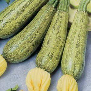 zucchino rigas f1