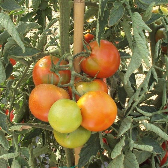 pomodoro early spring f1