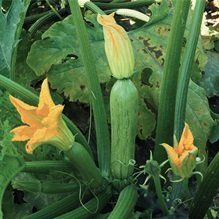 zucchino chiaro alessio f1