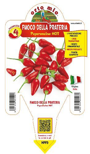ORIGINE ITALIA