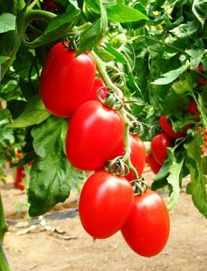 pomodoro cencara ovale rossano f1