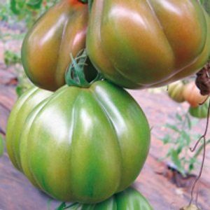 pomodoro cuore ligure profitto f1