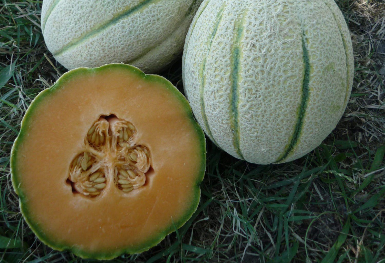 melone retato sv5448ml f1