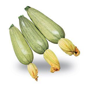 zucchino chiaro tigergray f1