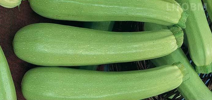 zucchino chiaro ipanema f1