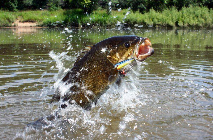 Pitching and Flipping When bass are not all that active and are hiding in thick cover.