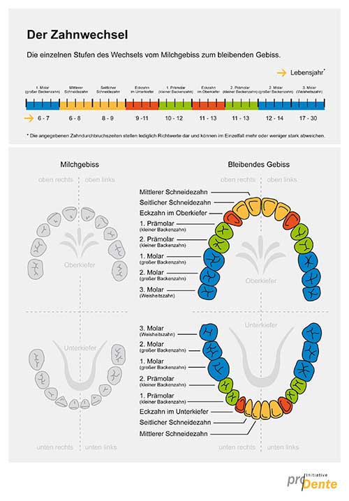 Kieferorthopädie (KFO): Die einzelnen Phasen des Zahnwechsels. Klicken Sie auf die Grafik, um sie zu vergrößern! Kieferorthopädie (KFO): Die einzelnen Phasen des Zahnwechsels. Klicken Sie auf die Grafik, um sie zu vergrößern!