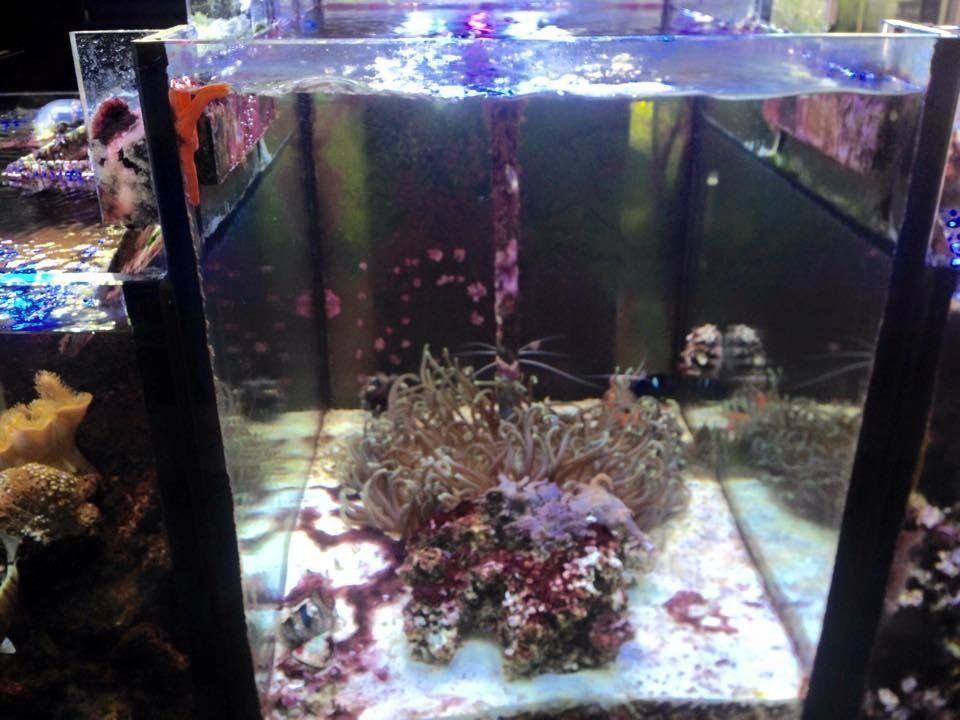 vista frontale di una teca con coralli