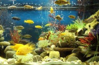acquario tropicale