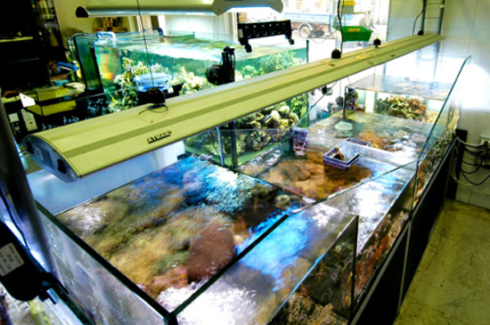 fila di aquari visti dall`alto