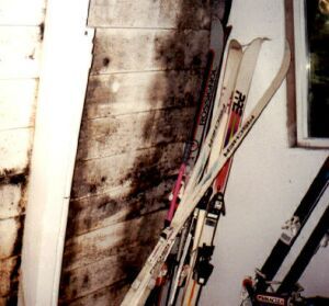 Mold Removal — Mold Materials in Nevada, CA Mold Removal — Mold Materials in Nevada, CA