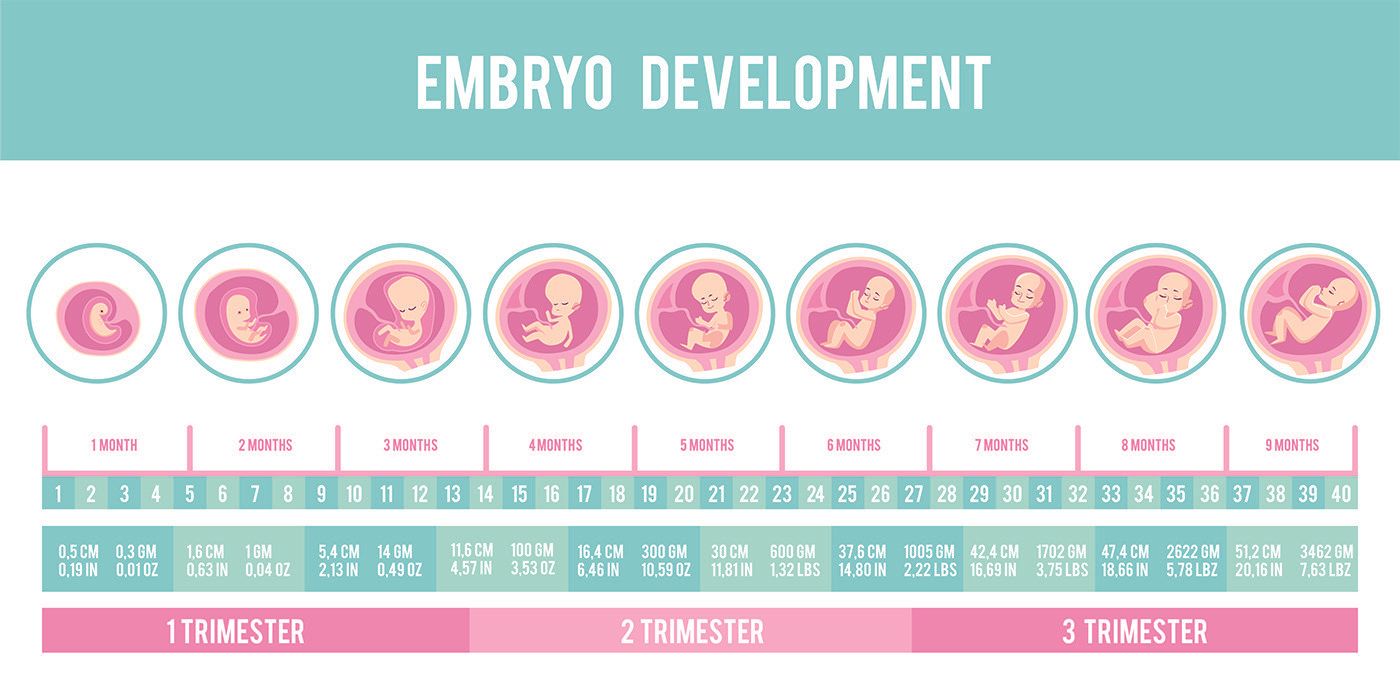Fetal Development — Petersburg, VA — Pregnancy Support Center of The Tri-Cities Inc. Fetal Development — Petersburg, VA — Pregnancy Support Center of The Tri-Cities Inc.