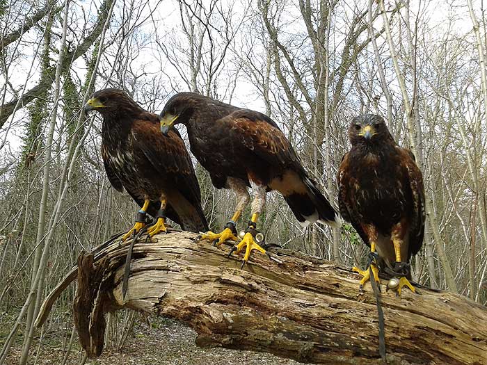 Three brown hawks with yellow talons perch on a log.