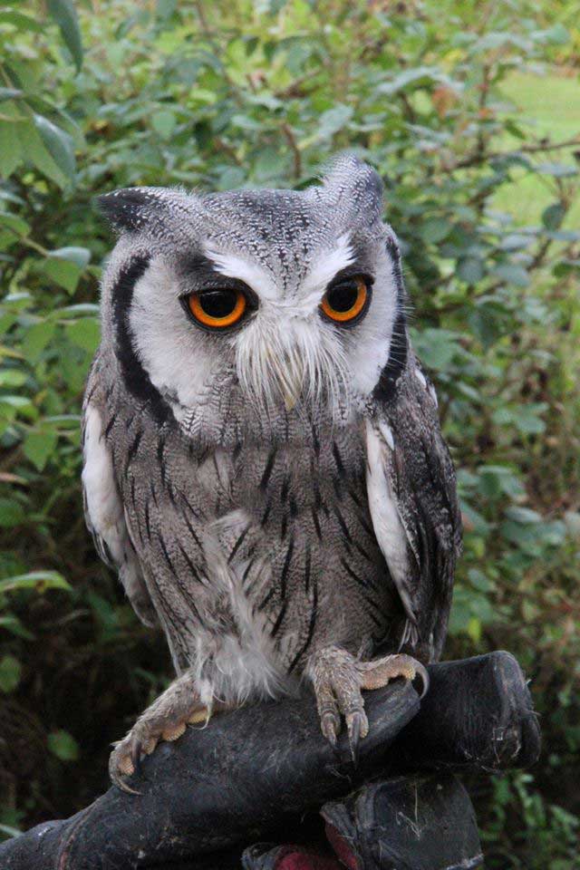 Owl with orange eyes and gray and white feathers perched on a dark surface, with green foliage in the background.
