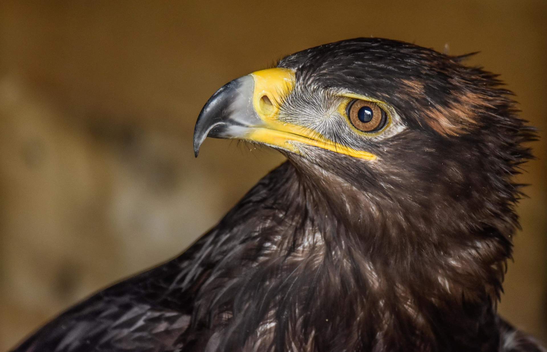 Black eagle with a yellow beak and brown eyes, head turned to the side.