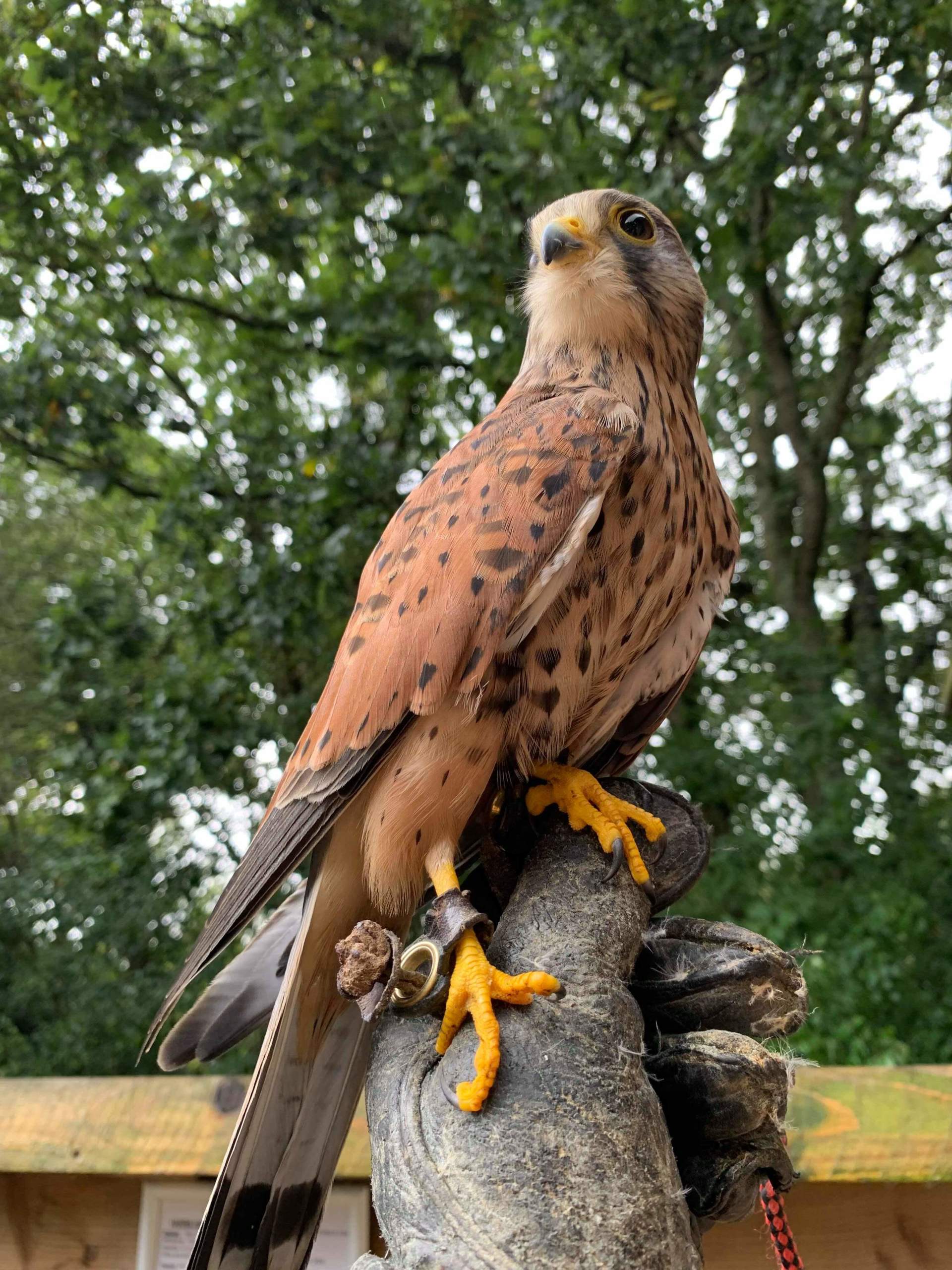 Kestrel perched on a gloved hand; brown and tan feathers, yellow talons, blurred green background.