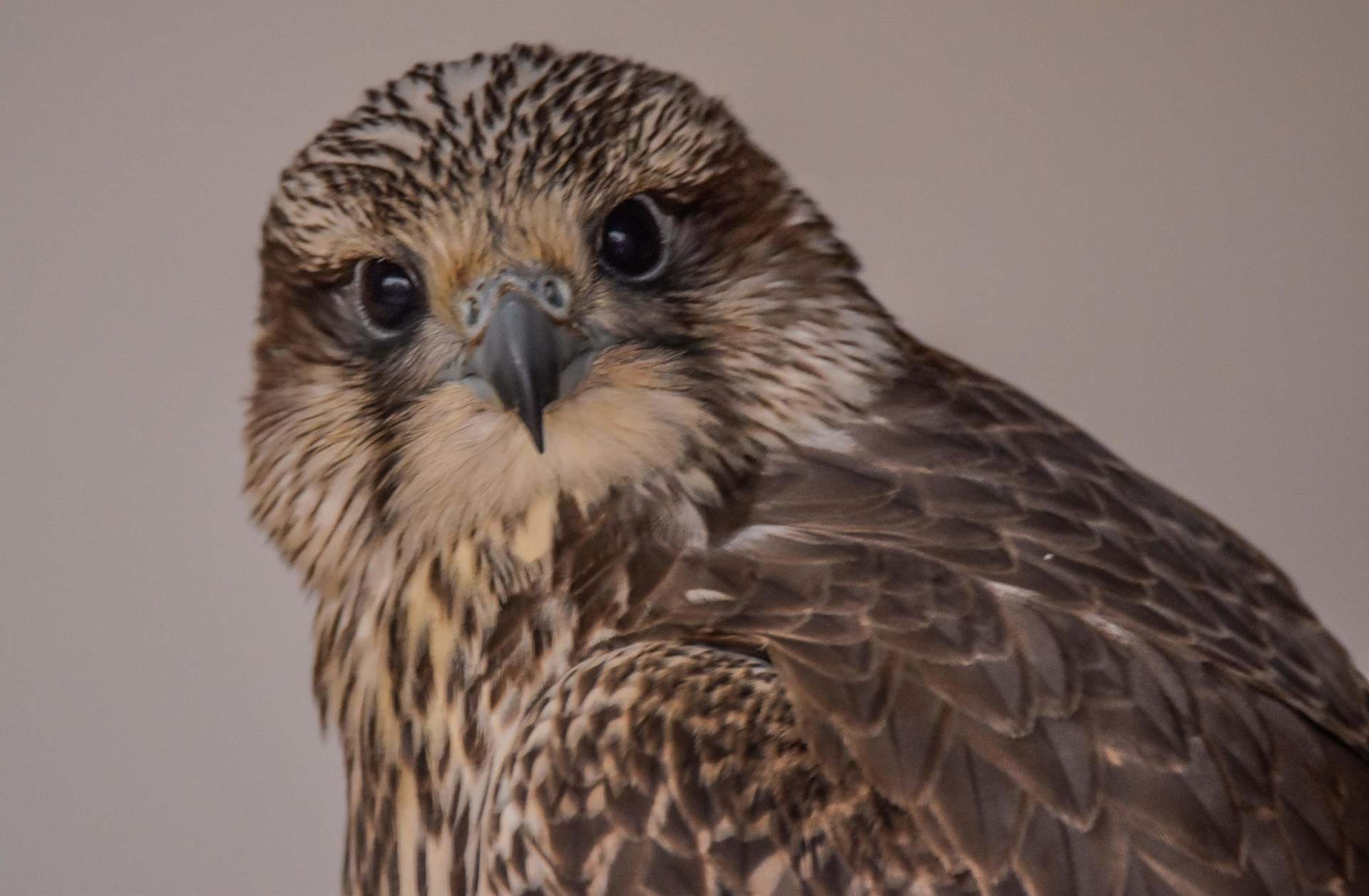 Brown and tan falcon with dark eyes and beak, looking directly at the viewer.