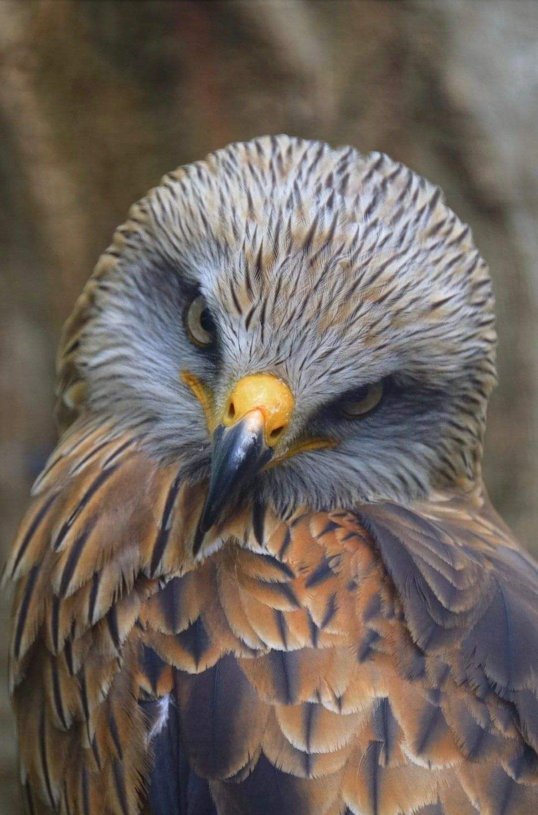 Red kite with intense gaze, golden beak, and brown and white plumage.