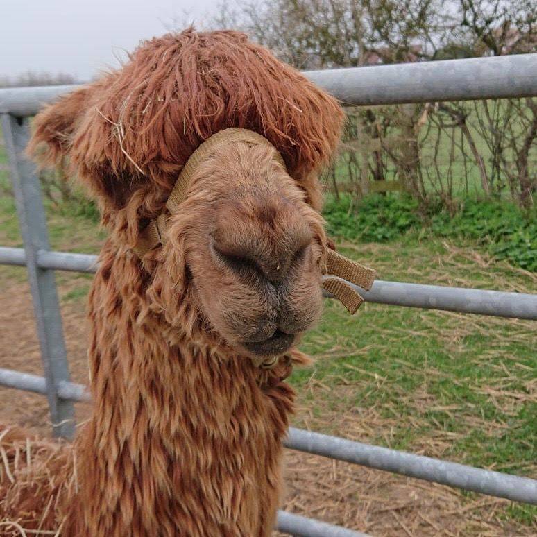 Brown llama with fluffy hair peeking over a metal fence, nose close to the rail, outdoors.