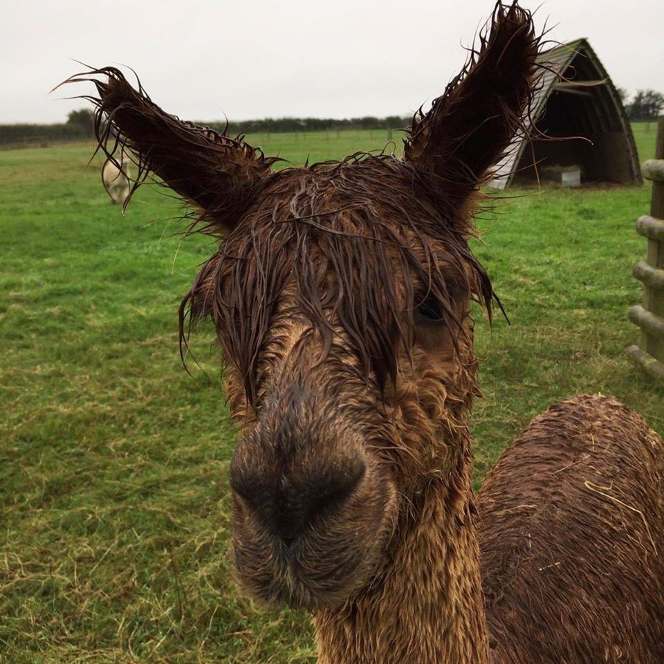 Wet alpaca with dark brown fur and wet, shaggy bangs; in a green field with a wooden shelter.