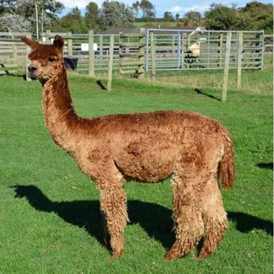 Brown alpaca standing in a grassy field, near a fence.