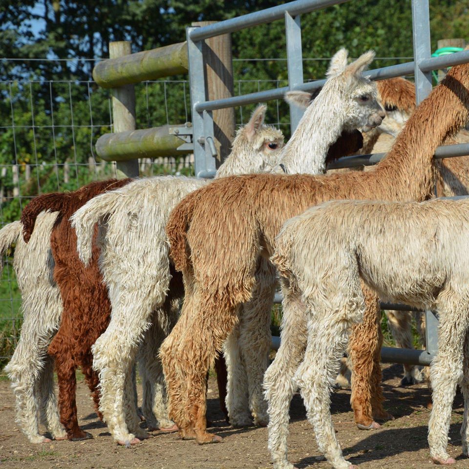 A group of alpacas of varying colors standing near a metal fence in an outdoor pen.