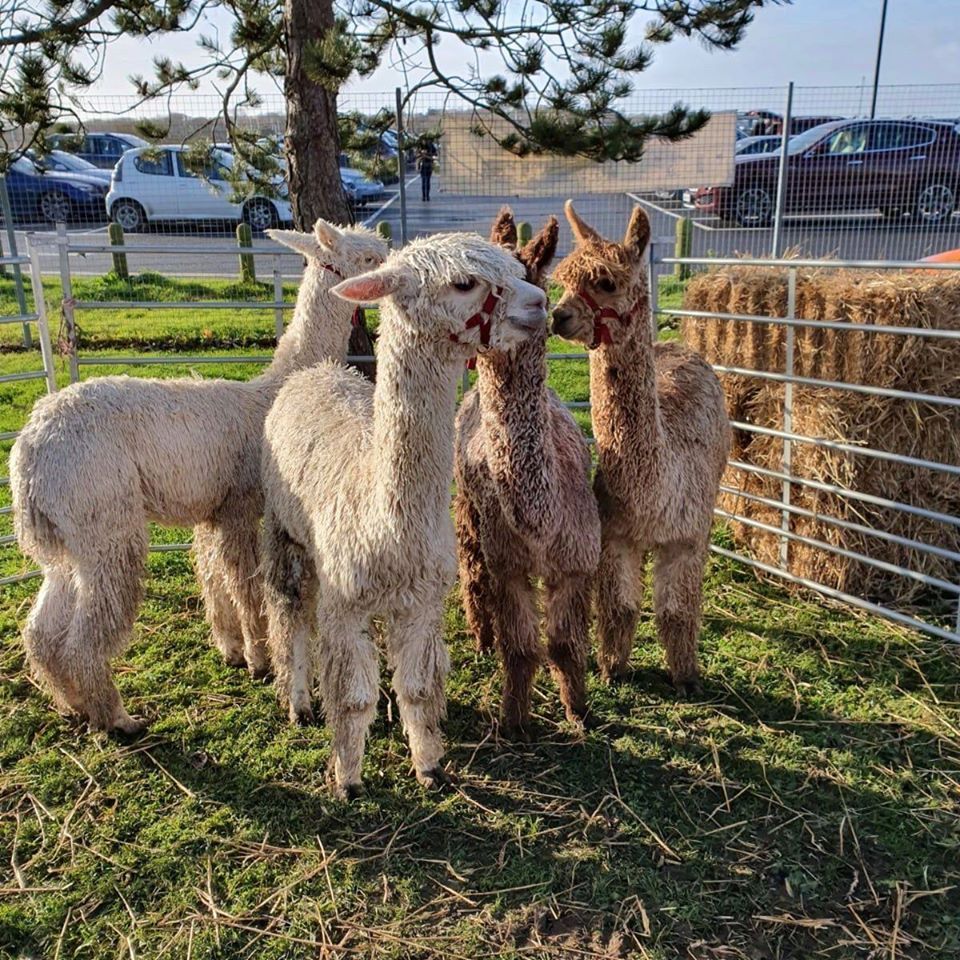 Four alpacas stand close together on grass; two white, two brown, near a hay bale and fence.
