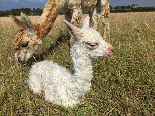 White baby alpaca resting in tall grass with another alpaca in the background.