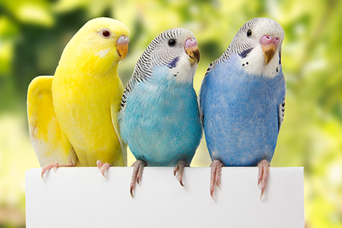 Vet — Birds in Yorba Linda, CA