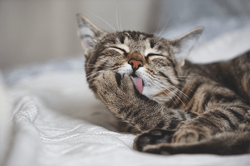 Vet Cat — Check-up in Yorba Linda, CA