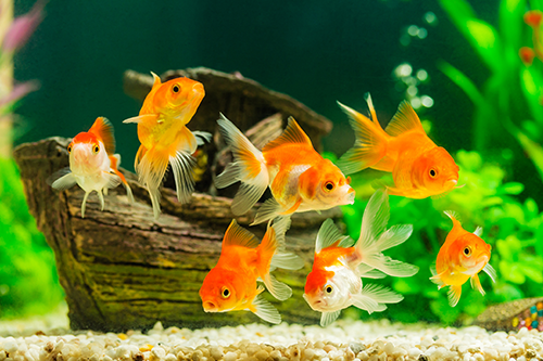 Vet — Goldfish in Yorba Linda, CA