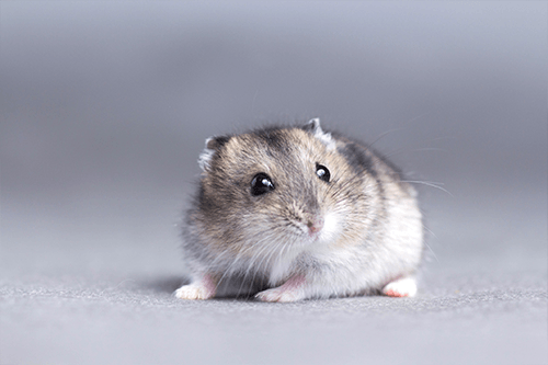 Vet — Hamster  in Yorba Linda, CA