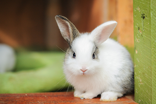 Vet — White Rabbit in Yorba Linda, CA