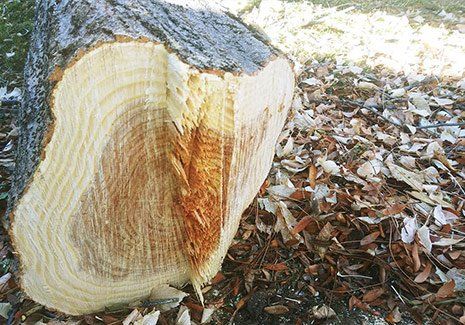 Big Piece Of Tree — Salt Lake City, UT — Big City Tree Experts Big Piece Of Tree — Salt Lake City, UT — Big City Tree Experts