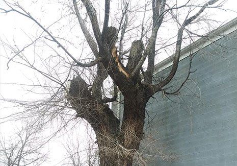 Long Tree Branches — Salt Lake City, UT — Big City Tree Experts Long Tree Branches — Salt Lake City, UT — Big City Tree Experts