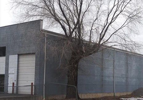 Tree Near Commercial Property — Salt Lake City, UT — Big City Tree Experts Tree Near Commercial Property — Salt Lake City, UT — Big City Tree Experts