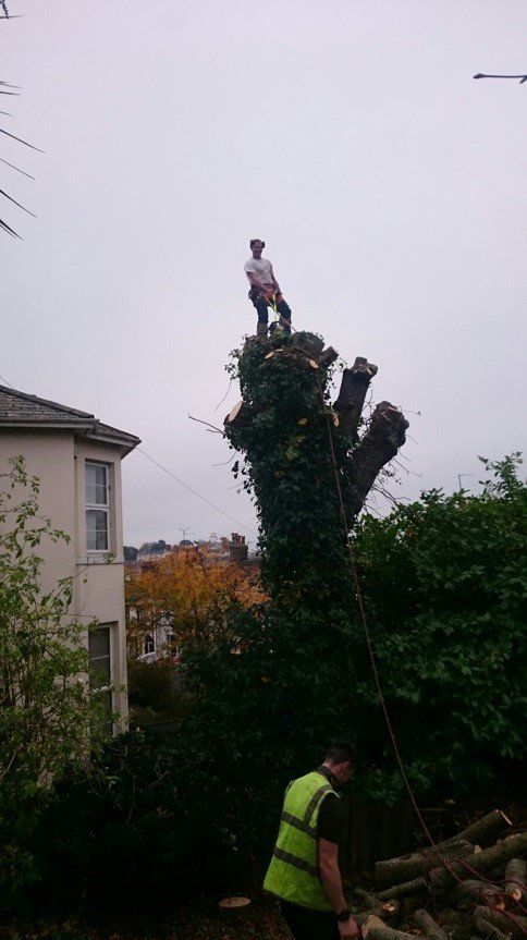 tree maintenance