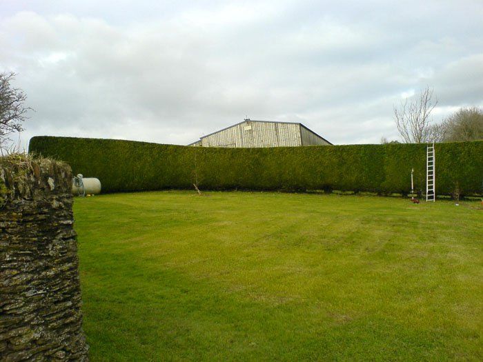 lawn