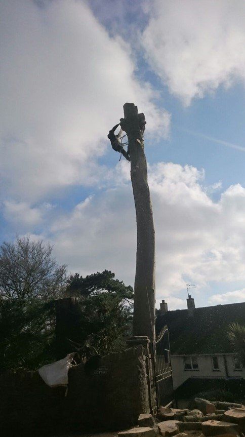 tree cutting process