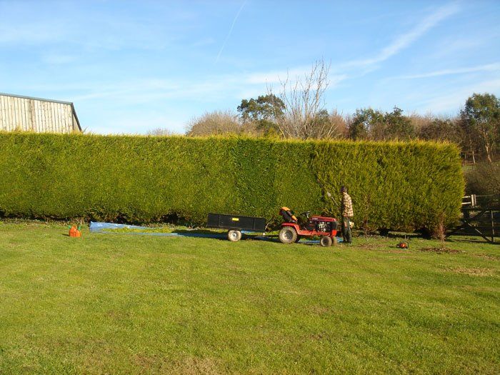 hedge trimming