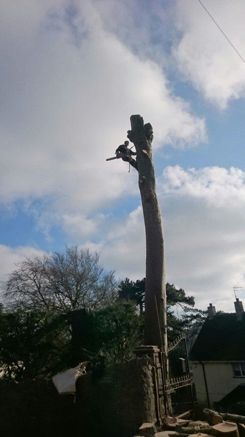 man on tree